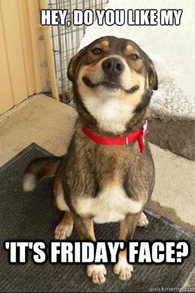 happy friday memes dogs
